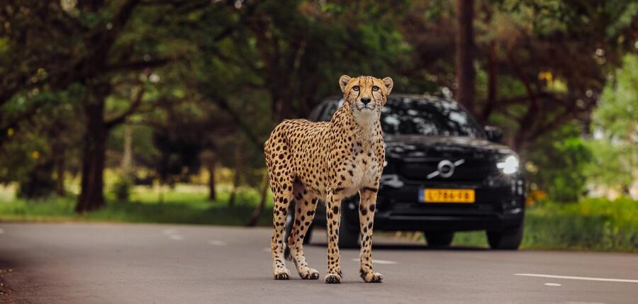 Hilvarenbeek: Safaripark Beekse Bergen Entry Ticket - The Boat Safari on the Livingstone or Stanley
