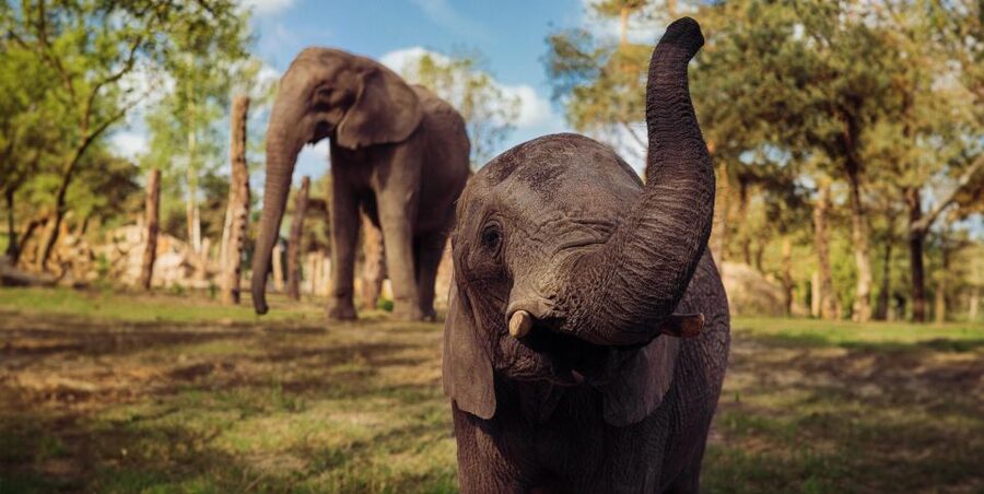 Hilvarenbeek: Safaripark Beekse Bergen Entry Ticket - What You Can See in One Day