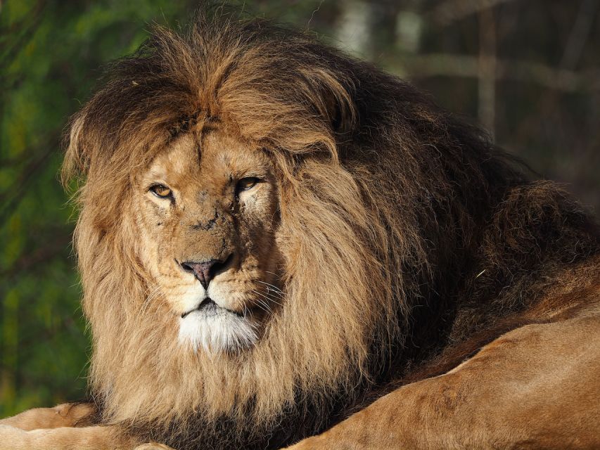 Hilvarenbeek: Safaripark Beekse Bergen Entry Ticket - Building a Practical Full-Day Plan