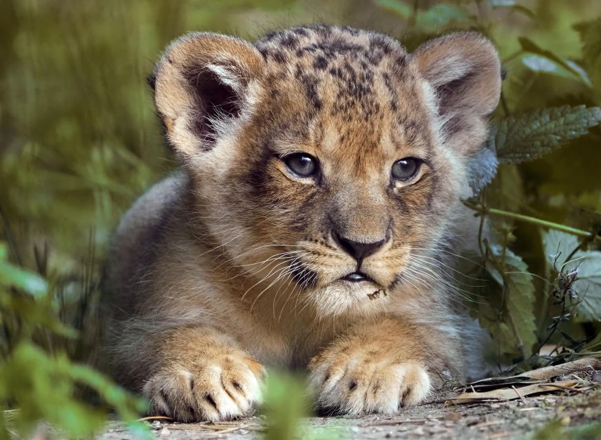 Hilvarenbeek: Safaripark Beekse Bergen Entry Ticket - Getting There from Tilburg