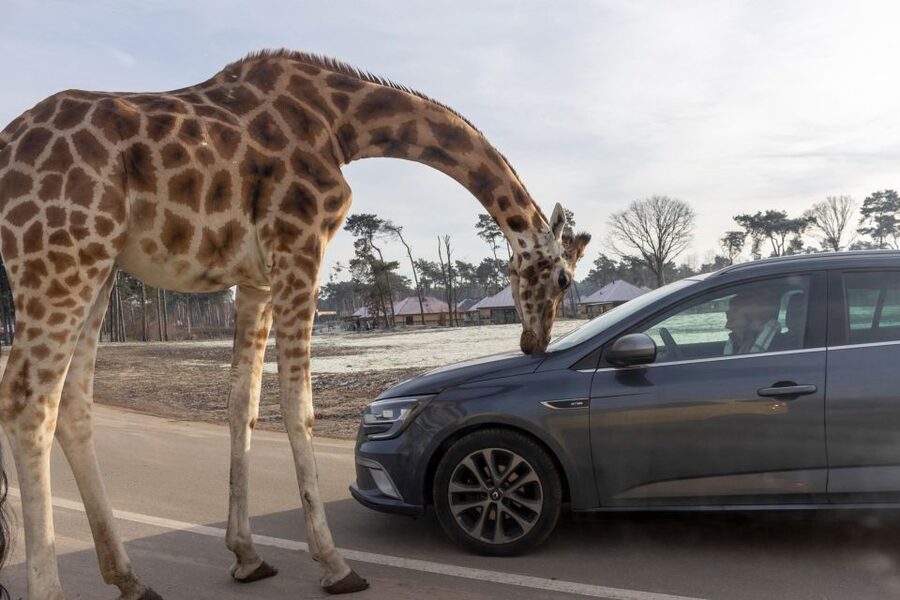 Hilvarenbeek: Safaripark Beekse Bergen Entry Ticket - Is the $35 Ticket Good Value?