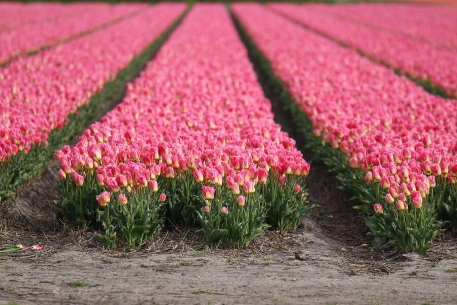 Keukenhof: Flower Fields Small-Group Cultural Bike Tour - Key points to know before you book