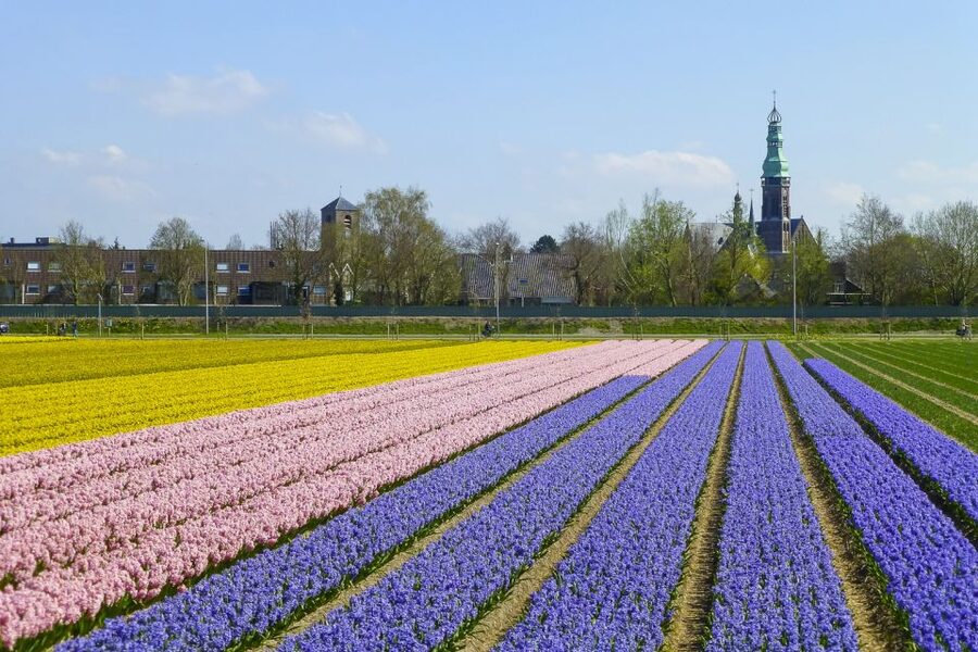 Keukenhof: Flower Fields Small-Group Cultural Bike Tour - What the $68 price includes