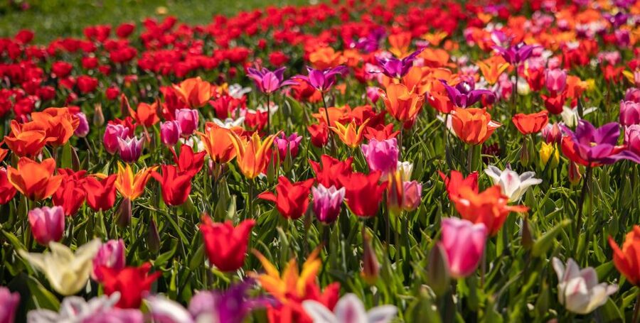 Keukenhof: Flower Fields Small-Group Cultural Bike Tour - Photo stops and the rhythm of the ride