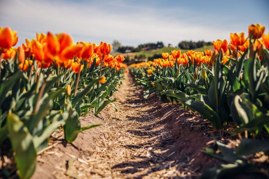 Keukenhof: Flower Fields Small-Group Cultural Bike Tour - How the season affects what you see