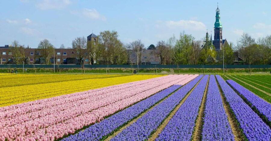Keukenhof: Flower Fields Small-Group Cultural Bike Tour - Rain, clothing, and comfort