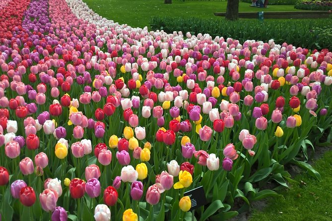 Keukenhof's Tulips and Windmills Small-Group Tour from Amsterdam - Why this day trip works so well
