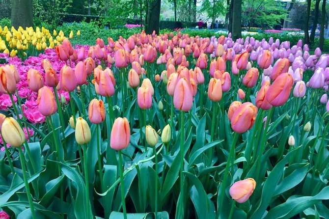 Keukenhof's Tulips and Windmills Small-Group Tour from Amsterdam - Gouda tasting at Catharina Hoeve