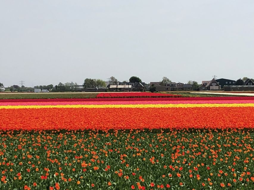 Keukenhof, Tulip Farm, Flower Fields & Windmills - Marken Island and a slower final walk