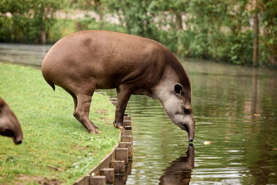 Leewarden: AquaZoo Entry Ticket - Pere David’s deer and the smaller residents