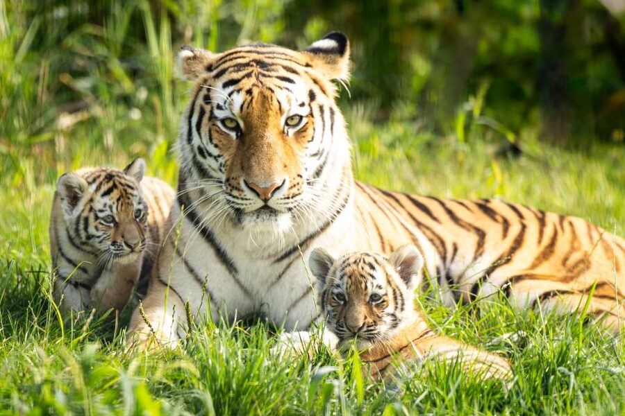 Leewarden: AquaZoo Entry Ticket - Price, booking, and useful planning details