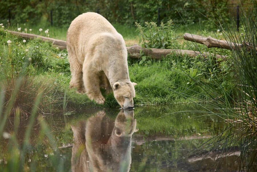 Leewarden: AquaZoo Entry Ticket - Penguins, seals, and the best first impressions