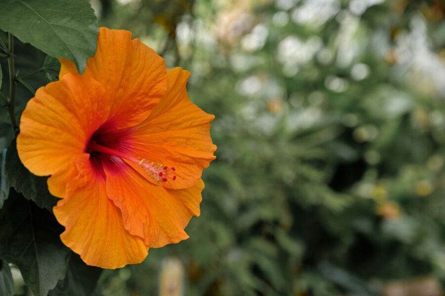 Leiden: Hortus Botanicus Entry Ticket - Why Leiden’s Hortus Is More Than a Garden