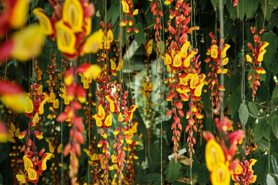 Leiden: Hortus Botanicus Entry Ticket - How Long to Allow and How to Plan the Visit