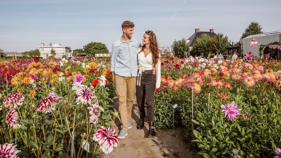 Lisse: Drive-it-Yourself Summer Flower GPS Audio Tour - The flower gardens and Castle Keukenhof