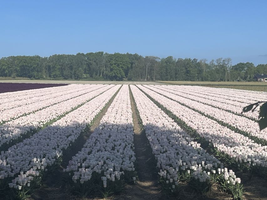 Lisse: Enjoy the Tulip Fields by Bike with a Local Guide! - Pedaling into Lisse’s flower country