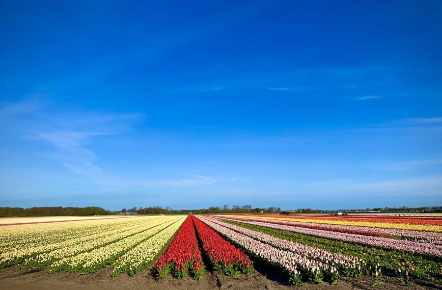 Lisse: Enjoy the Tulip Fields by Bike with a Local Guide! - Cycling near Keukenhof and Kasteel Keukenhof