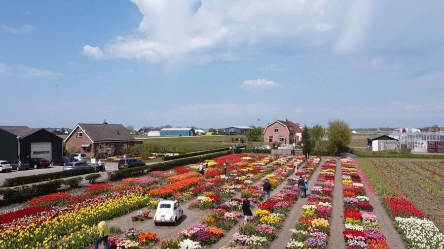 Lisse: Enjoy the Tulip Fields by Bike with a Local Guide! - Getting to Restaurant Hanami