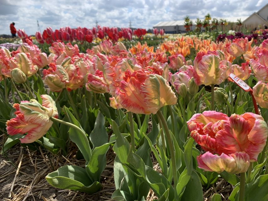 Lisse: Enjoy the Tulip Fields by Bike with a Local Guide! - Bikes, children, weather, and fitness