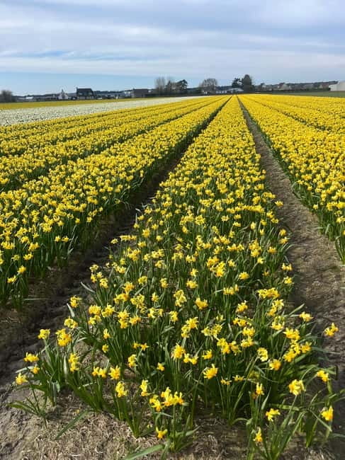 Lisse: Private Tulip Fields Tour with a Local Guide 1h Tour - Photos, videos, and the practical value of help