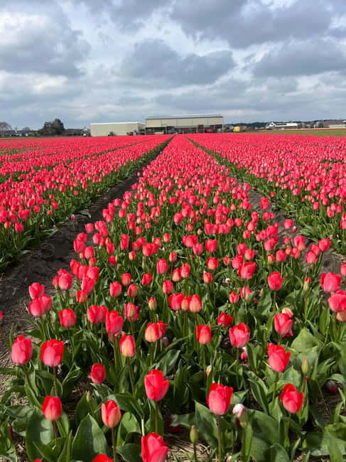 Lisse: Private Tulip Fields Tour with a Local Guide 1h Tour - Rain, timing, and what to wear