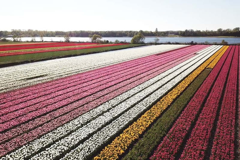 Lisse: Self-Guided Tulip Fields GPS Audio Tour - A small electric car with a front-row view