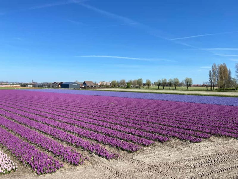 Lisse: Self-Guided Tulip Fields GPS Audio Tour - A good choice for families and couples