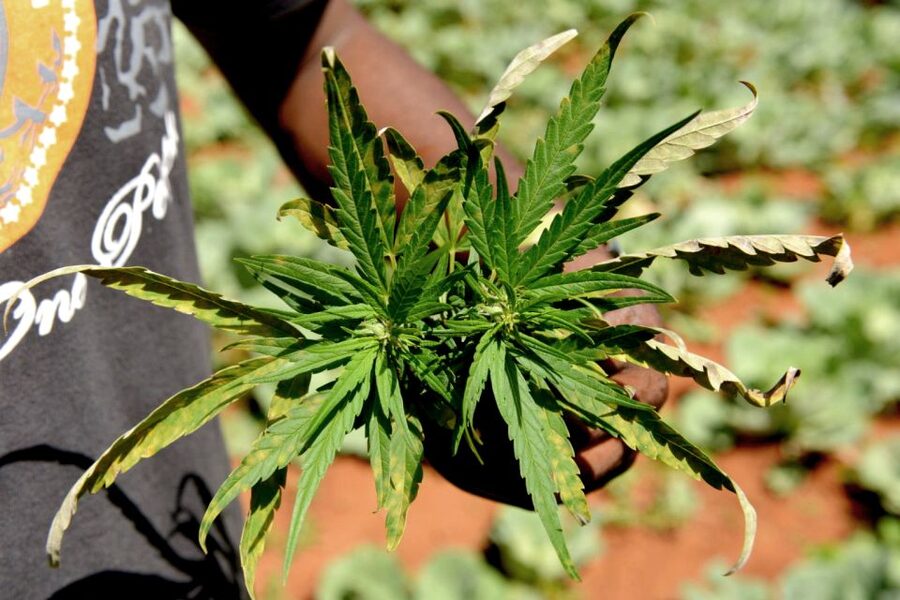 Mike Tyson inspired cannabis tour PRIVATE - The central walking sections: history between the stops