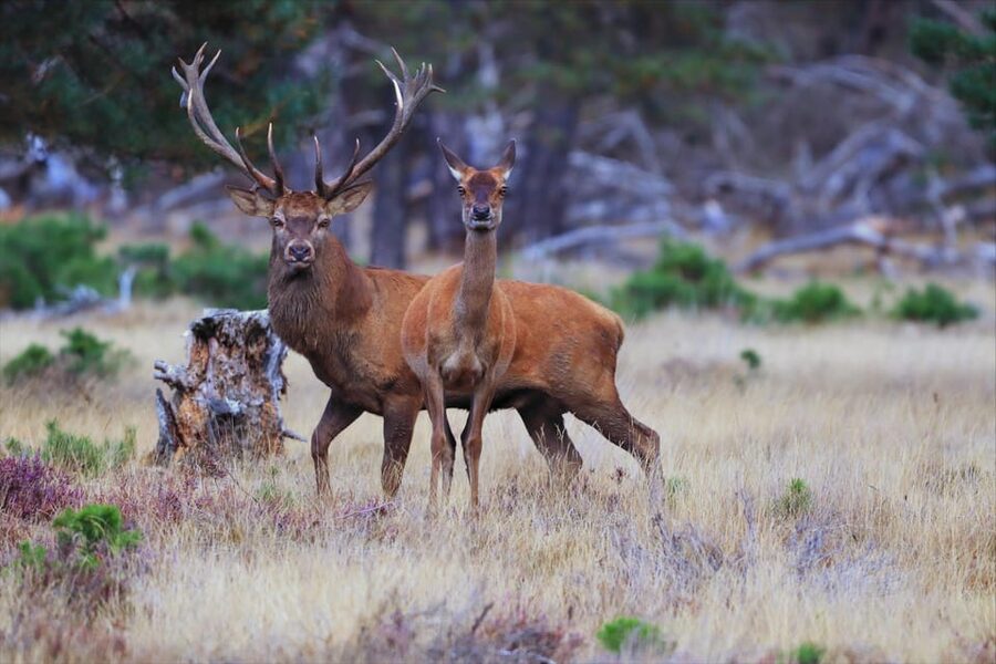 Otterlo: De Hoge Veluwe National Park Entry Ticket - Key points for planning your day
