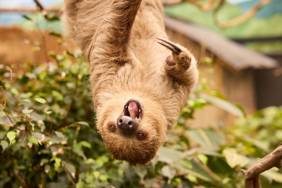 Overloon: ZooParc Entrance Ticket - A world tour that works for a family day