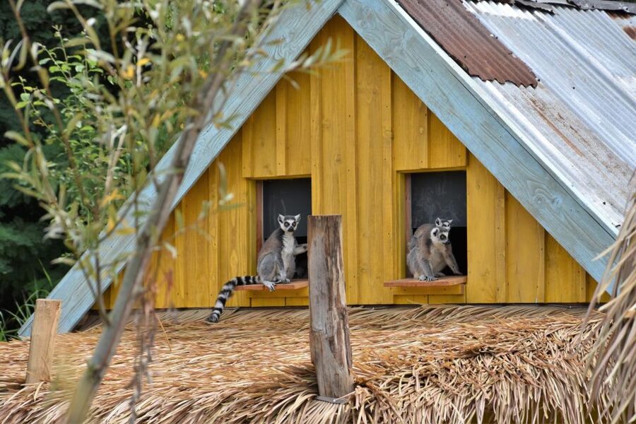 Overloon: ZooParc Entrance Ticket - Look up for monkeys in the Amazon