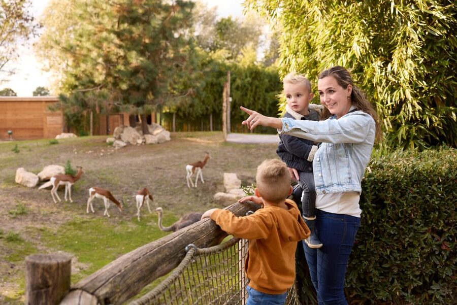 Overloon: ZooParc Entrance Ticket - Jangalee brings the power of Siberian and white tigers