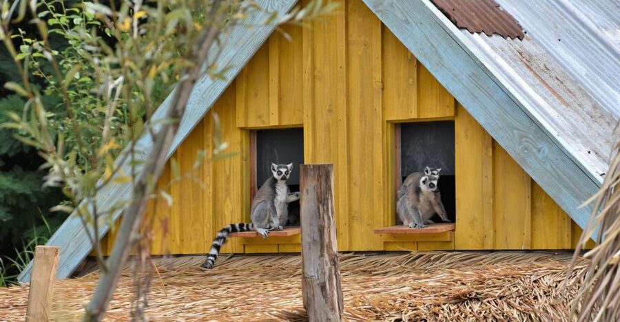 Overloon: ZooParc Entrance Ticket - Itampolo pairs playful lemurs with giant tortoises