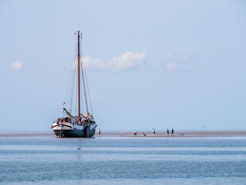 Pieterburen: Wadden Sea Mudflats Guided Walking Tour - Wildlife watching, from waders to seals