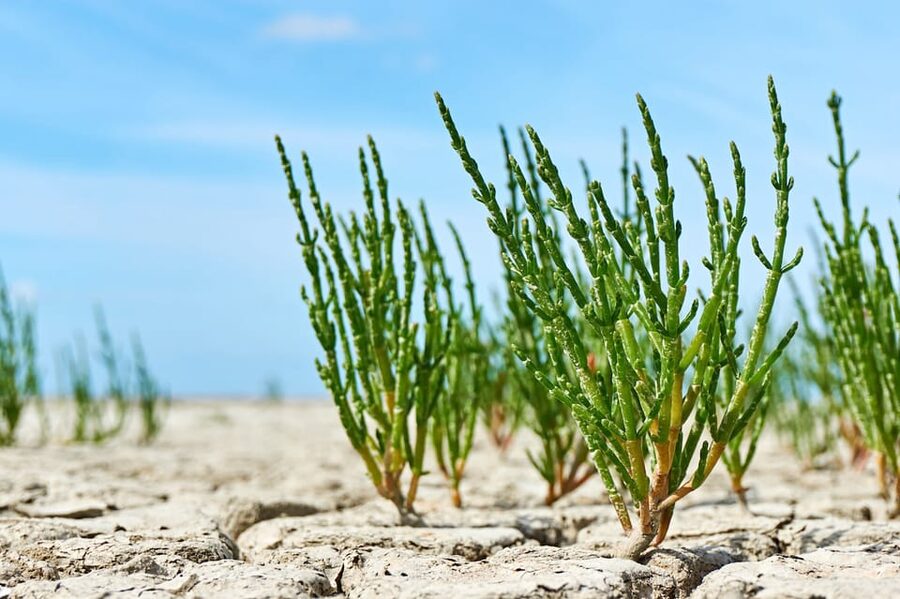 Pieterburen: Wadden Sea Mudflats Guided Walking Tour - Why the guide matters on this terrain