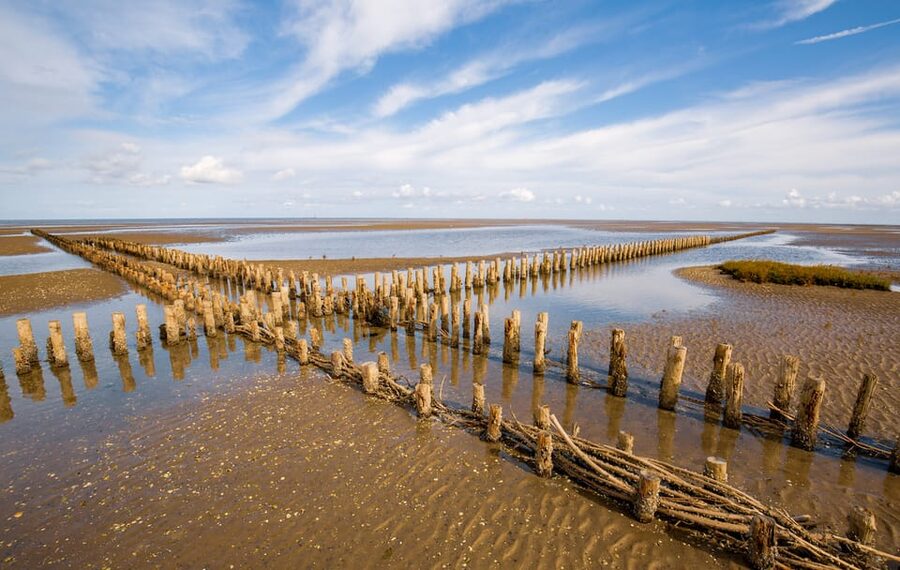 Pieterburen: Wadden Sea Mudflats Guided Walking Tour - What to pack for a muddy coastal day