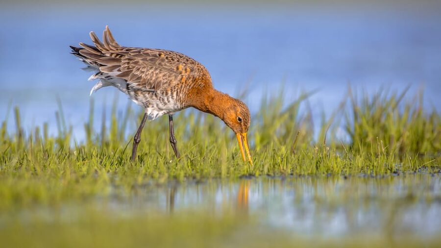 Pieterburen: Wadden Sea Mudflats Guided Walking Tour - Is the $14 price good value?