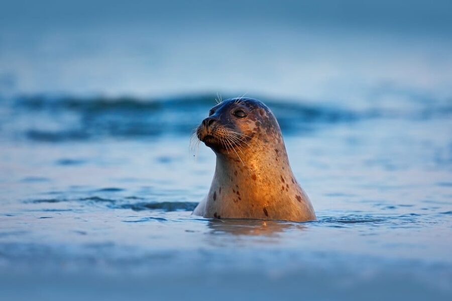 Pieterburen: Wadden Sea Mudflats Guided Walking Tour - Who should book this mudflat walk?