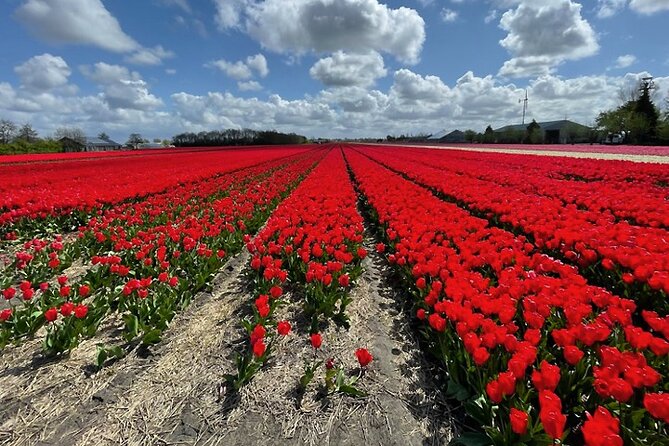Private Day Tour to Keukenhof Gardens - from Amsterdam/Rotterdam - Weather, walking, and practical comfort