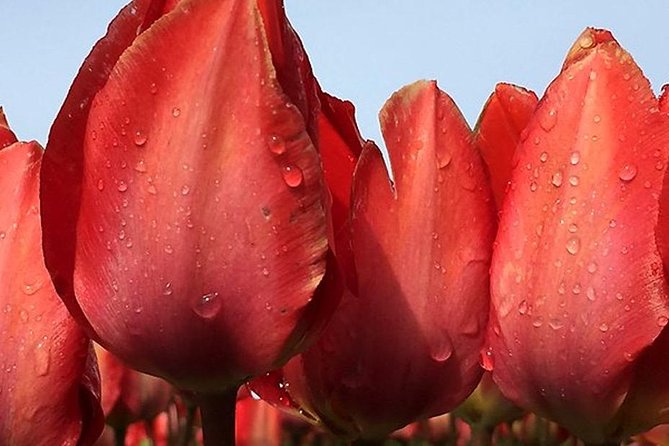 Private Day Tour to Keukenhof Gardens - from Amsterdam/Rotterdam - The drive from Amsterdam into the bulb country