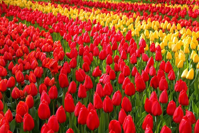 Private Day Trip from Amsterdam to Keukenhof with Entrance Tickets - Key points to know before booking