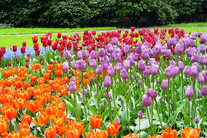 Private Day Trip from Amsterdam to Keukenhof with Entrance Tickets - Why a private Keukenhof visit can be worth it