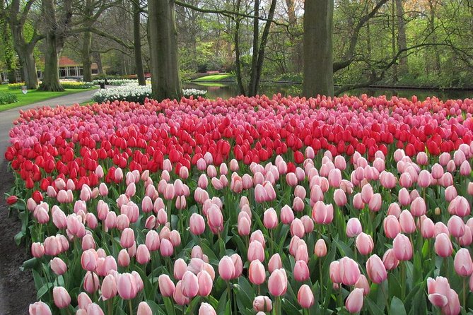 Private Day Trip from Amsterdam to Keukenhof with Entrance Tickets - What the private group format changes