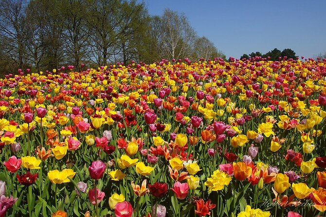 Private Day Trip to Keukenhof Gardens with Entrance Tickets - Leaving Amsterdam in a private vehicle
