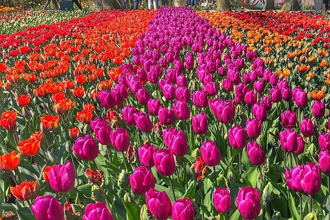 Private Day Trip to Keukenhof Gardens with Entrance Tickets - Finding your own pace among orchids and hyacinths