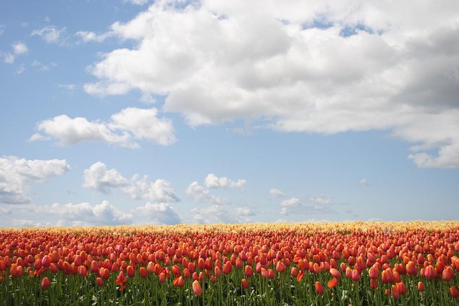 Private Half-Day Trip From Amsterdam to The Tulip Fields in Keukenhof - Entering Keukenhof and finding your own pace