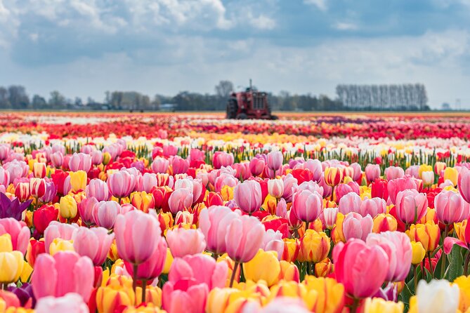 Private Keukenhof Gardens and Tulip Fields Tour from Amsterdam - Two tulip experiences, not one