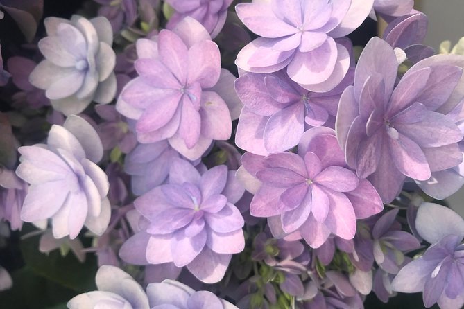 Private Tour to the Keukenhof and Tulip Fields - Keukenhof: two hours among formal flower gardens