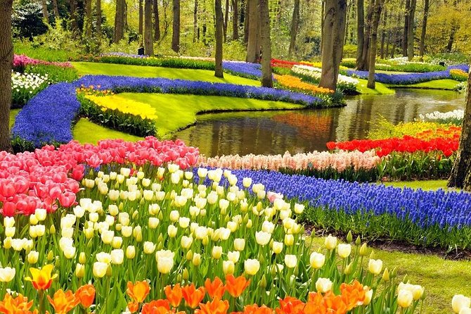 Private Tour to the Keukenhof and Tulip Fields - Aalsmeer Flower Auction at 7:00