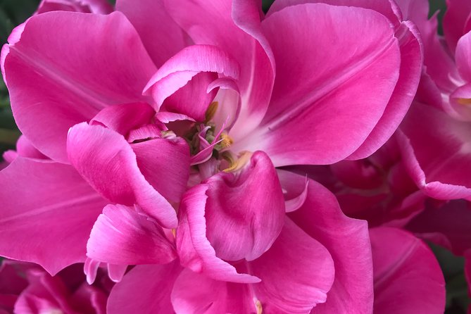 Private Tour to the Keukenhof and Tulip Fields - What happens when the flowers are not ready
